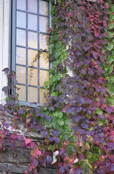 Yale University: Window with ivy